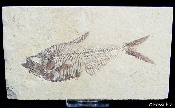 Inch Diplomystus Fossil Fish #2574